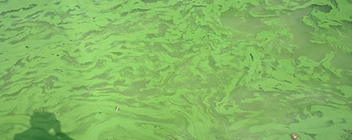 RHP生物技術(shù)框架