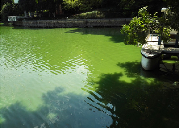 合肥銀河公園治理情況匯報(bào)